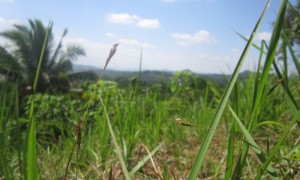 sarongge 020711 (11)