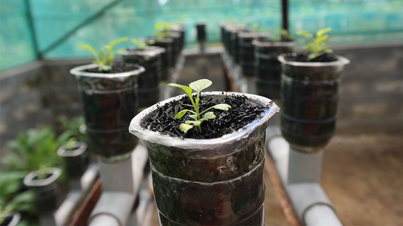 Menanam tanaman yang hemat air - Go Green ala Freelancer - kepogaul.com