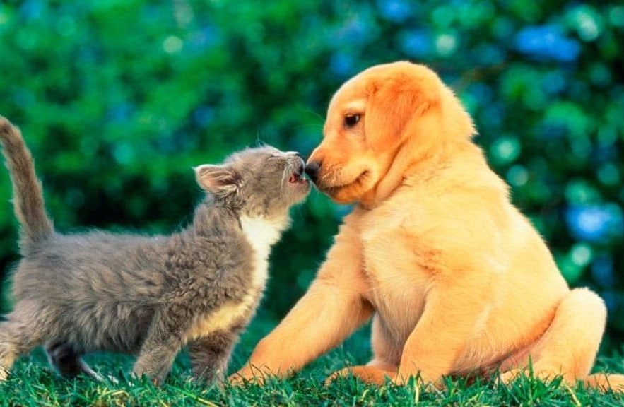 Biarkan binatang peliharaanmu bermain di luar - 5 Cara Penulis Freelance Mengurangi Gangguan Suara di Sekitar - pets-for-soul.com Biarkan binatang peliharaanmu bermain di luar - 5 Cara Penulis Freelance Mengurangi Gangguan Suara di Sekitar - pets-for-soul.com