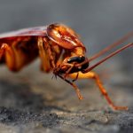 Kecoa bisa bertahan dalam segala kondisi - Freelancer itu (Harus) Seperti Kecoa! - inverse.com